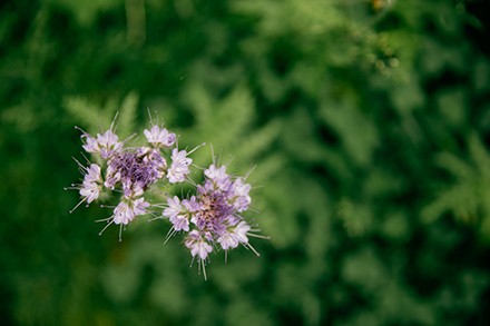 Photographe Dijon seance photo