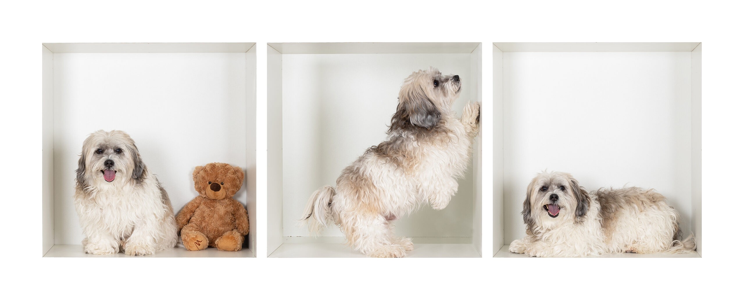 Photographe-Dijon-chien-baniere